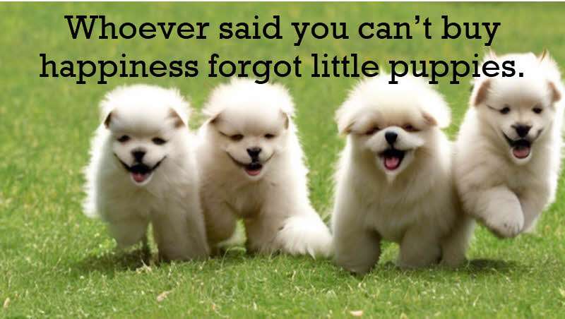 Whoever said you can’t buy happiness forgot little puppies. Gene Hill
