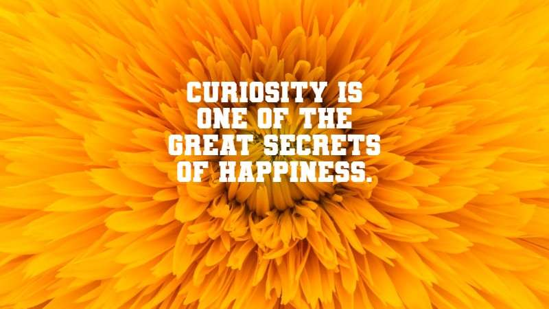 Curiosity is one of the great secrets of happiness. Bryant H. McGill