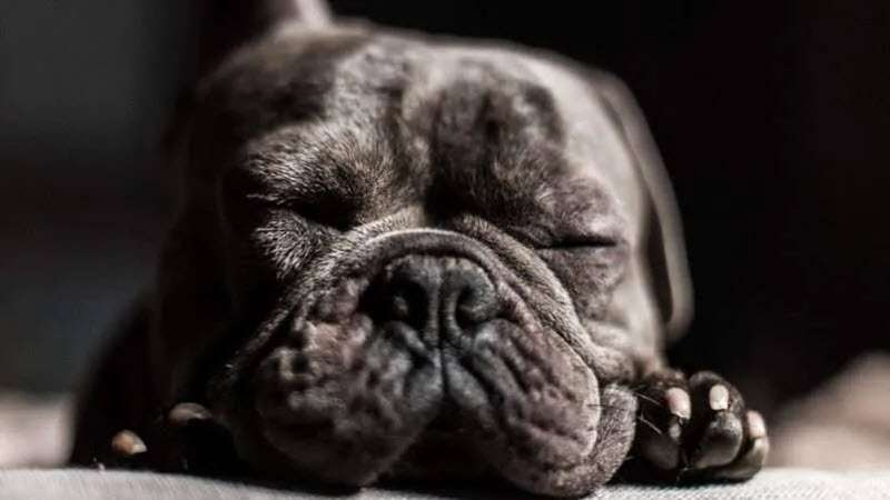 dog sleeping