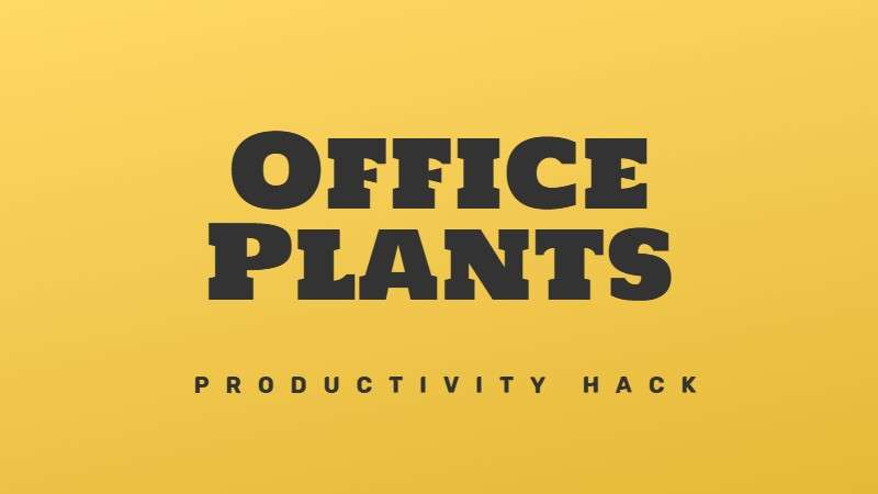 Get office plants for increased productivity
