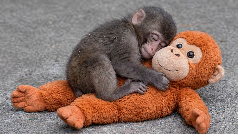 Punch monkey and his Ikea orangutang plush toy