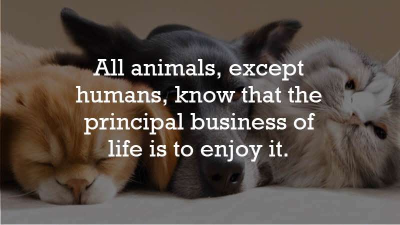 All animals, except humans, know that the principal business of life is to enjoy it. Samuel Butler