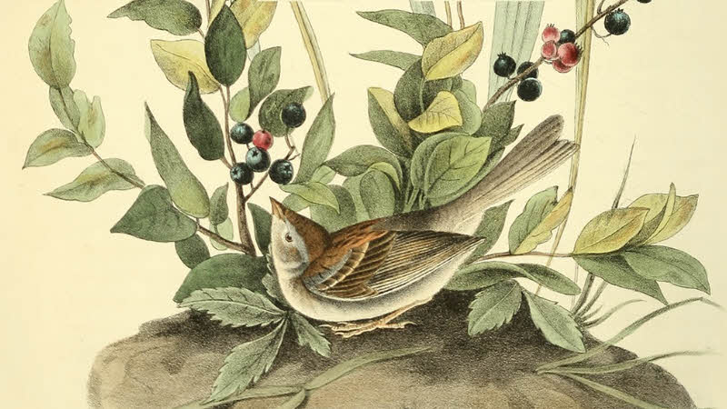 The radical move poem by Maria Popova